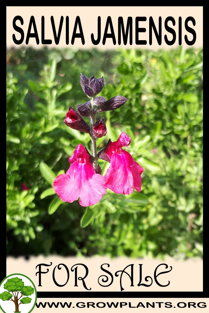 Salvia jamensis