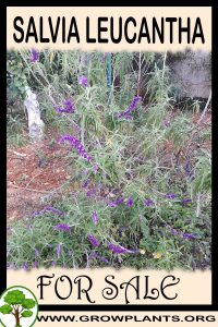 Salvia leucantha for sale