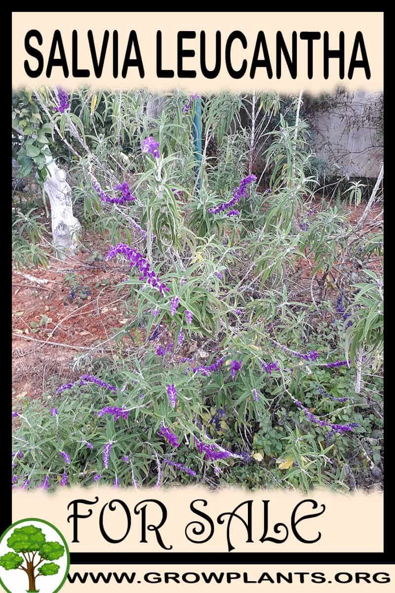 Salvia leucantha