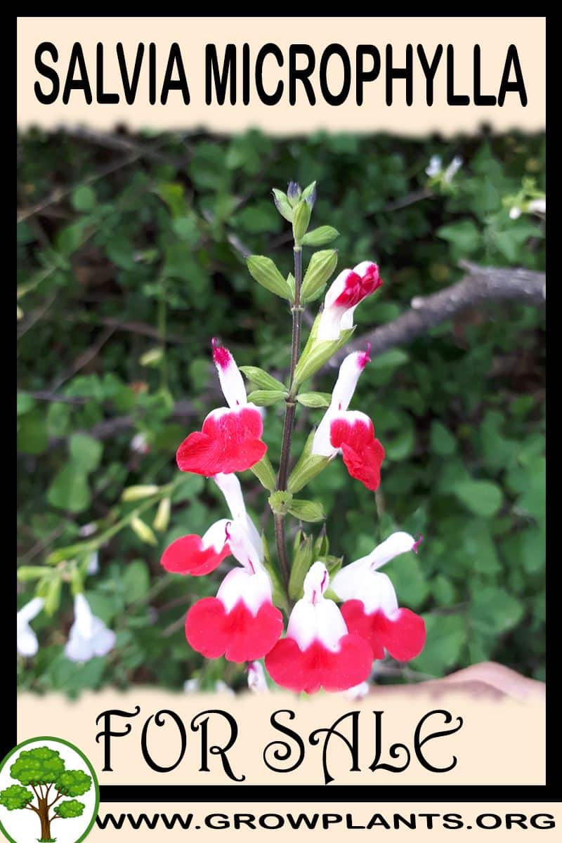 Salvia microphylla