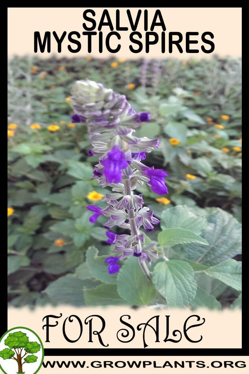 Salvia mystic spires