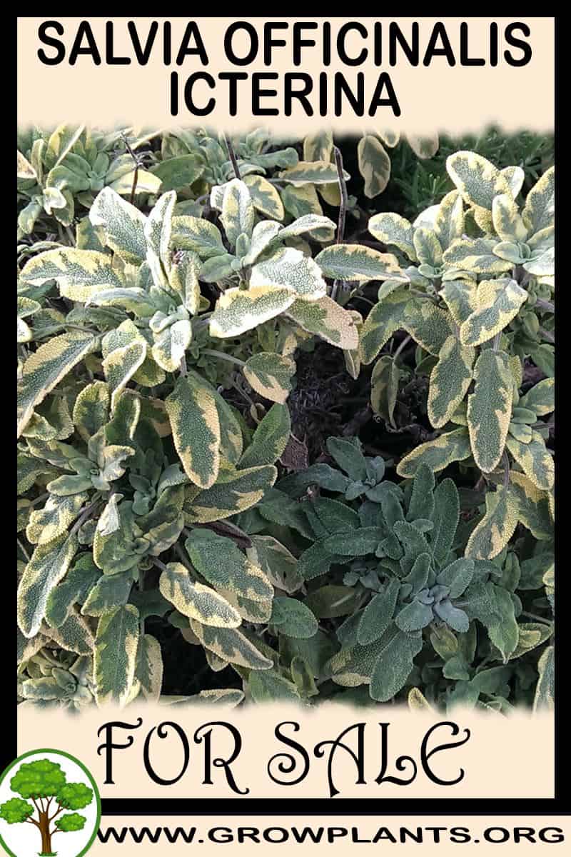Salvia officinalis Icterina