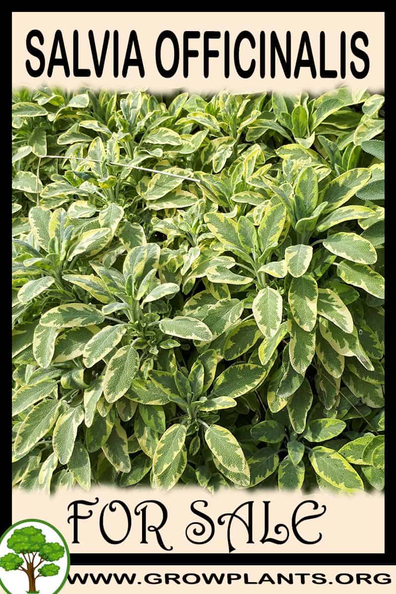 Salvia officinalis