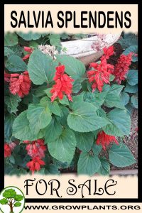 Salvia splendens for sale