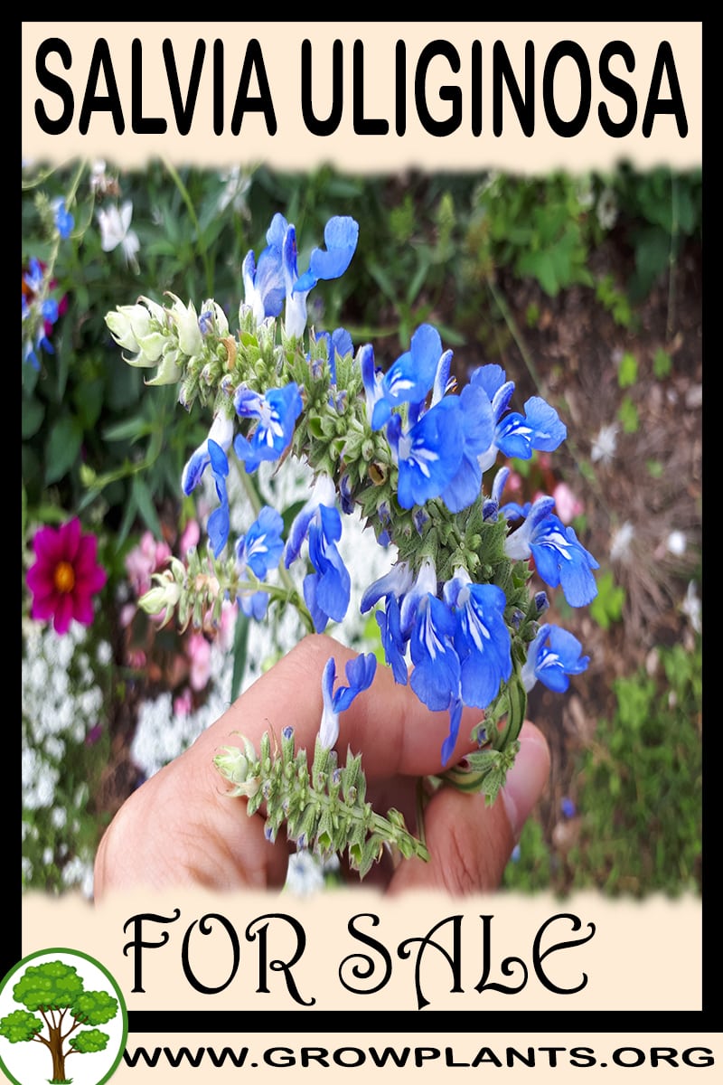 Salvia uliginosa