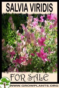 Salvia viridis for sale