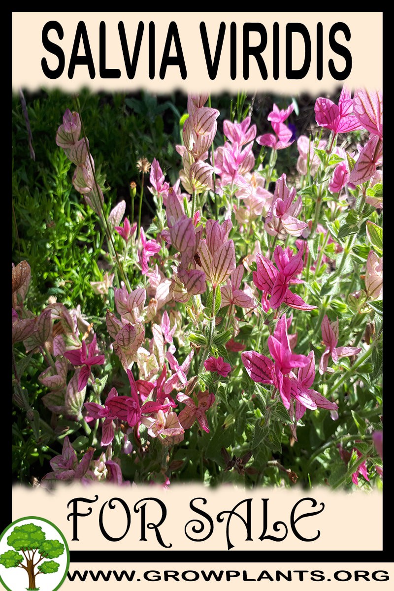 Salvia viridis