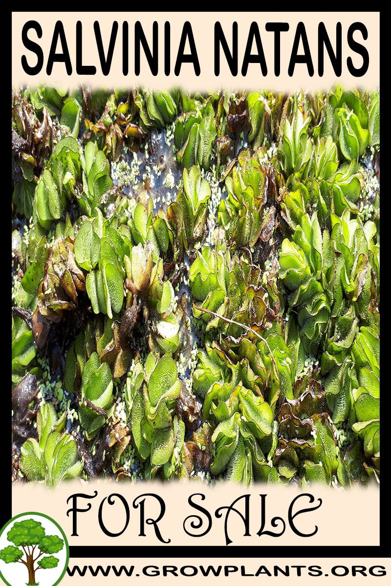 Salvinia natans