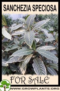 Sanchezia speciosa for sale