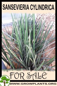 Sansevieria cylindrica for sale