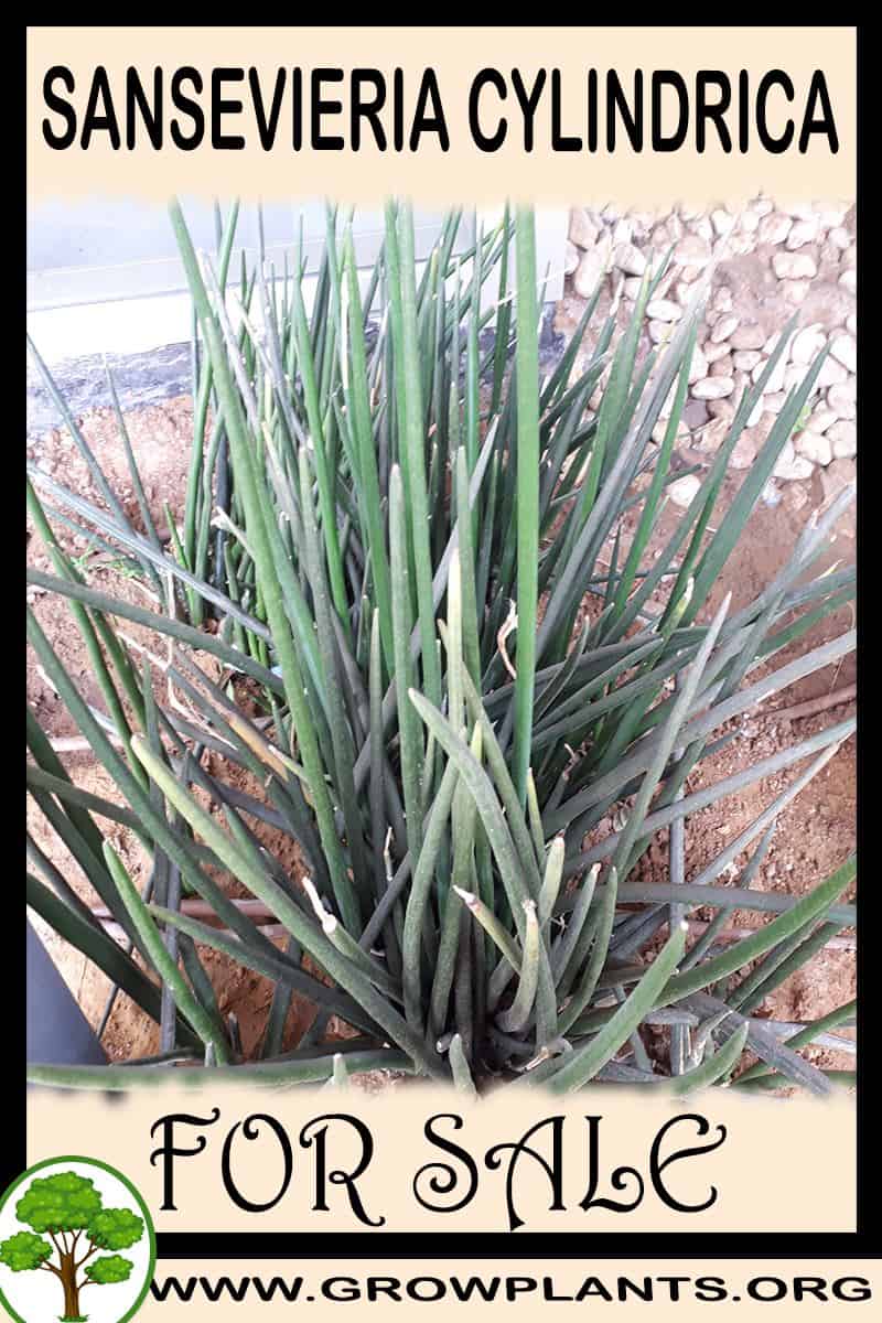 Sansevieria cylindrica