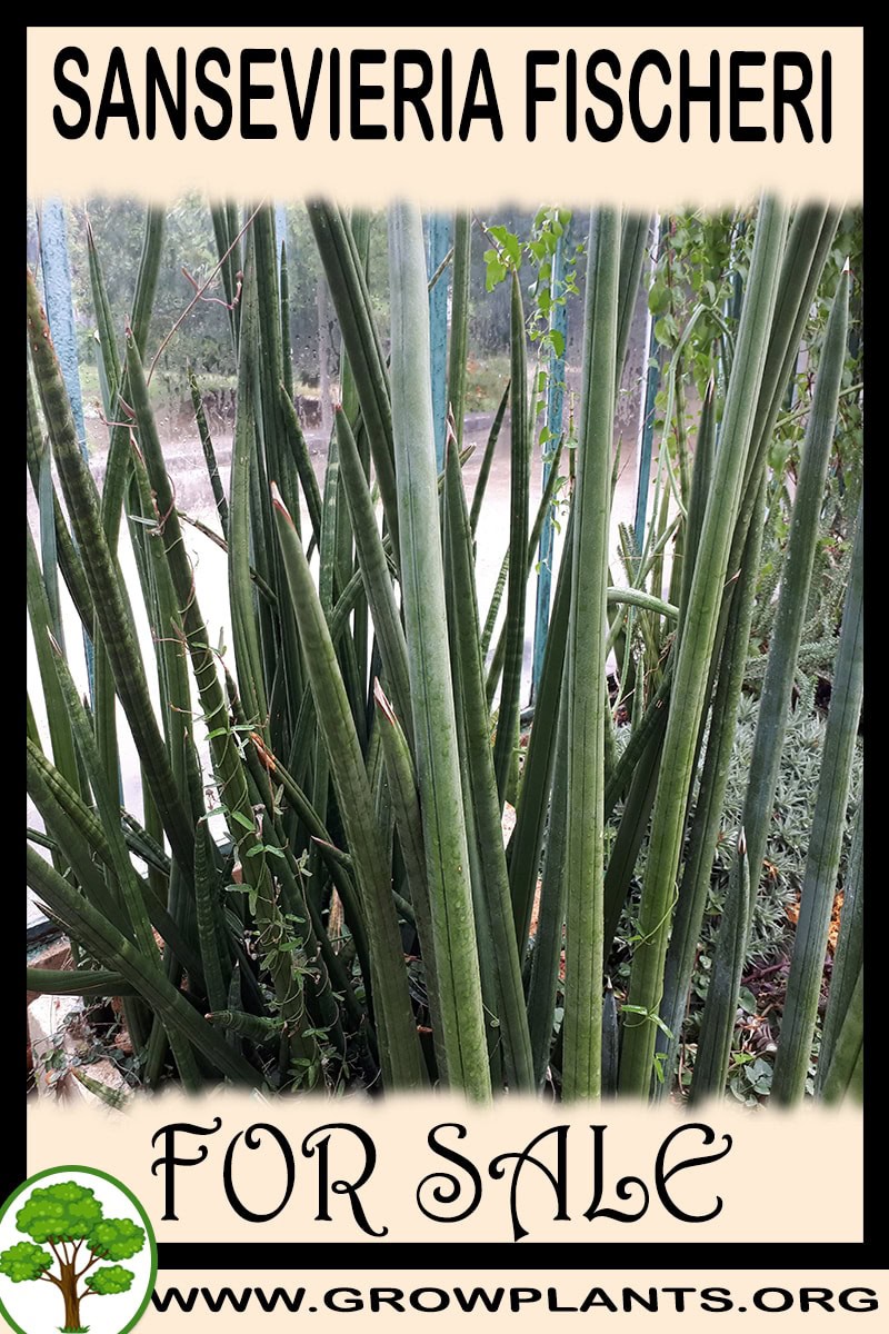 Sansevieria fischeri
