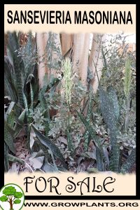 Sansevieria masoniana for sale