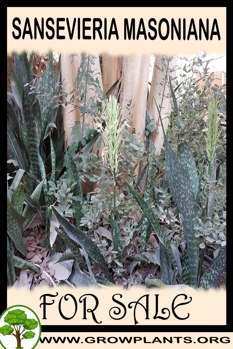 Sansevieria masoniana