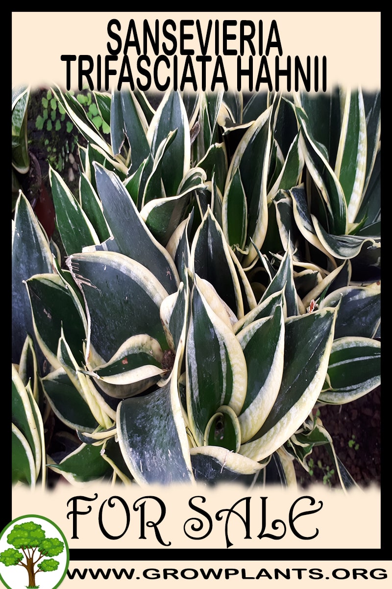 Sansevieria trifasciata Hahnii