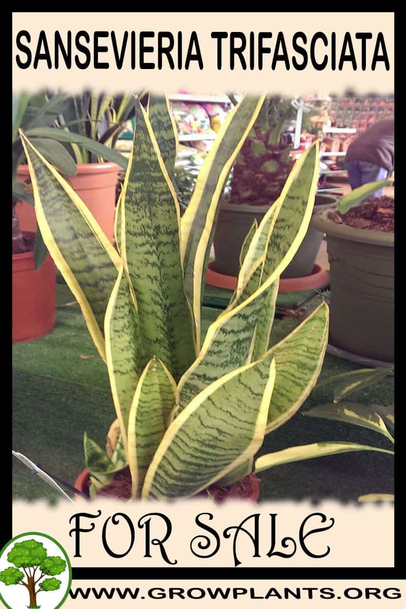 Sansevieria trifasciata