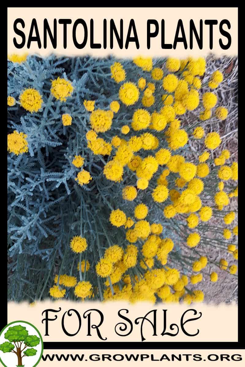 Santolina plants
