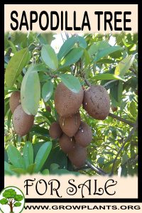 Sapodilla tree for sale