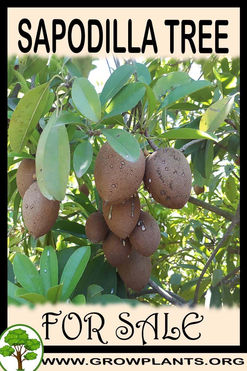 Sapodilla tree