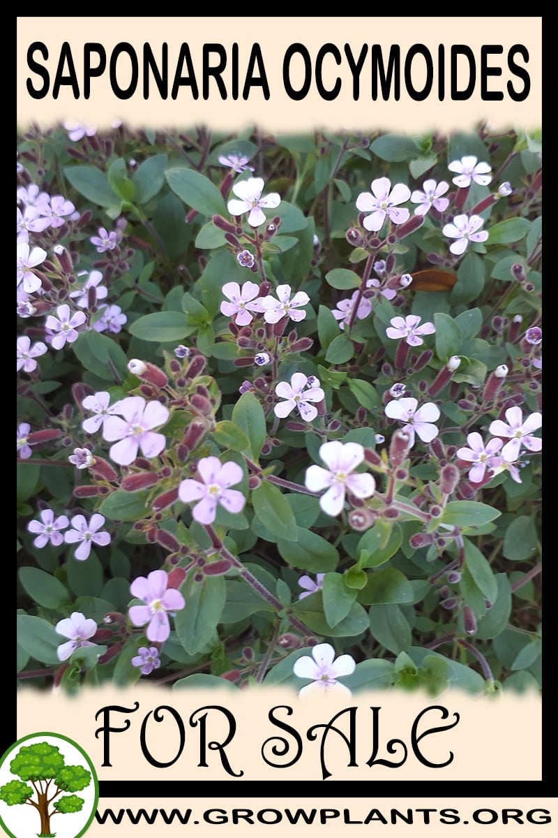 Saponaria ocymoides