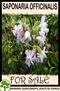 Saponaria officinalis for sale