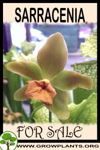 Sarracenia for sale