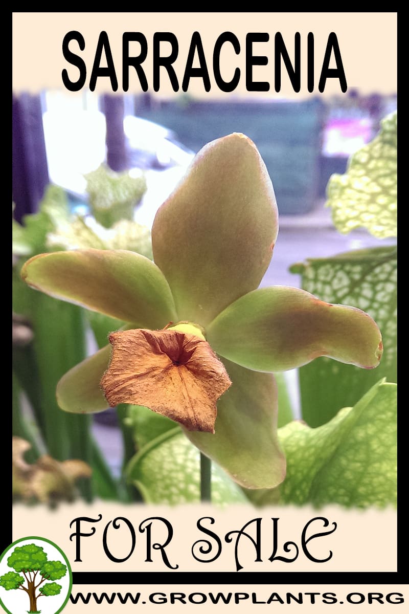Sarracenia