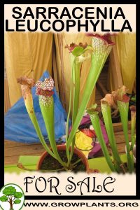 Sarracenia leucophylla for sale