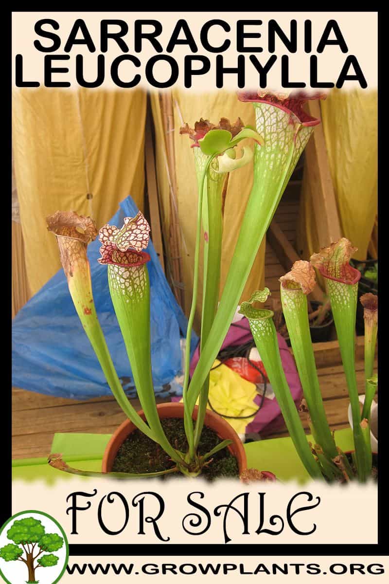 Sarracenia leucophylla