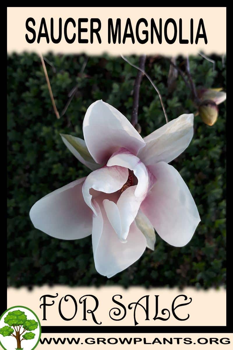 Saucer magnolia