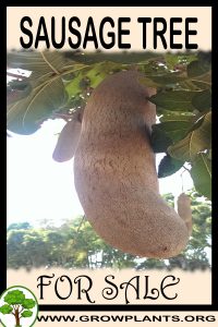 Sausage tree for sale