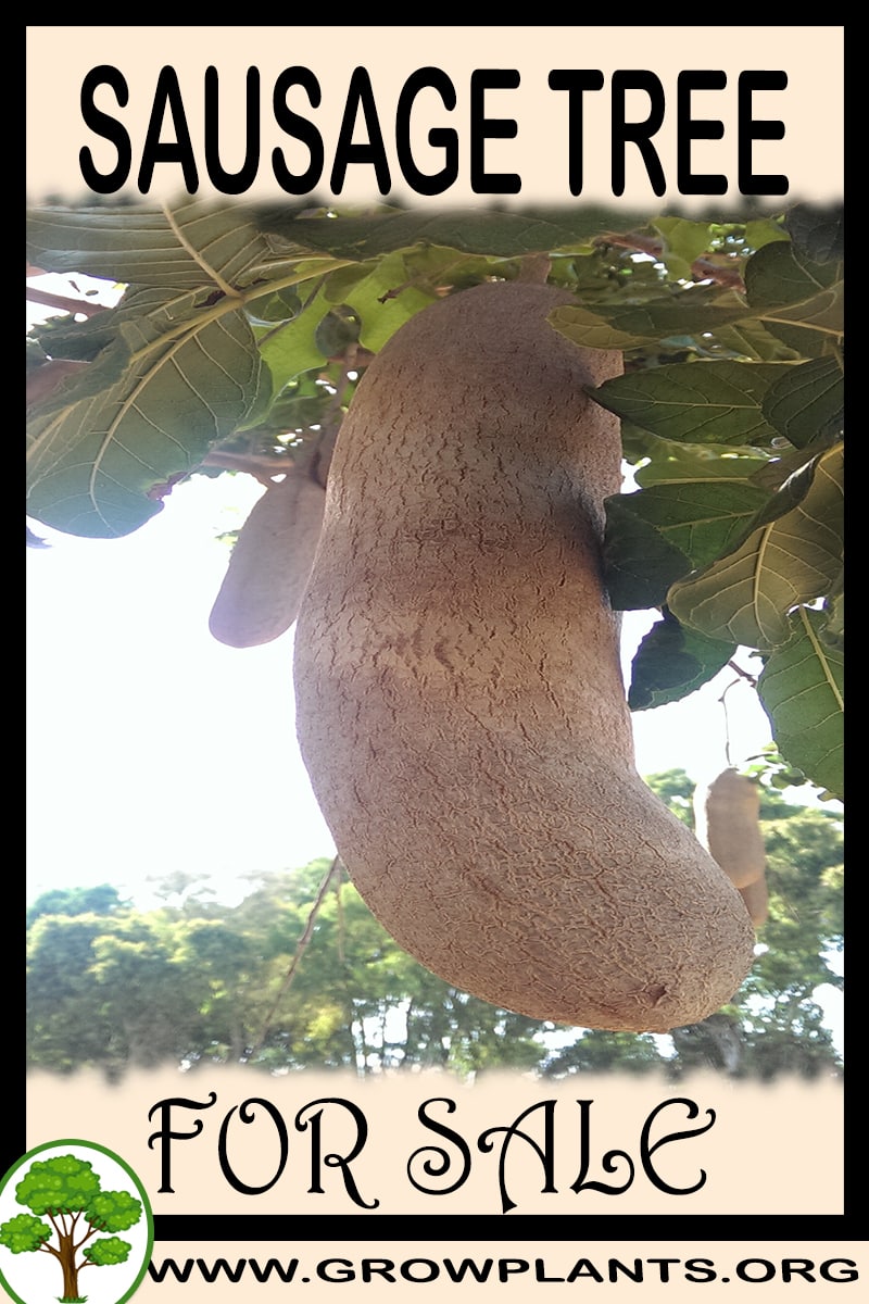 Sausage tree
