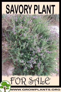 Savory for sale
