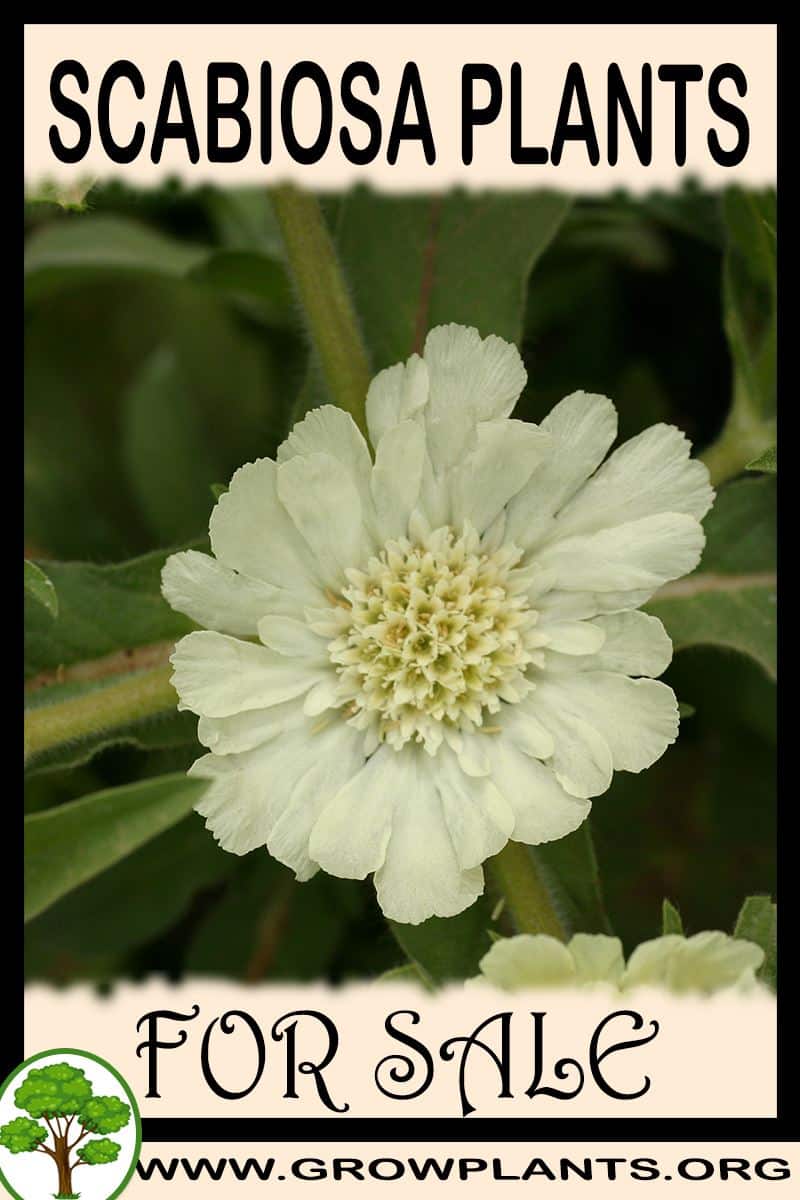 Scabiosa plants