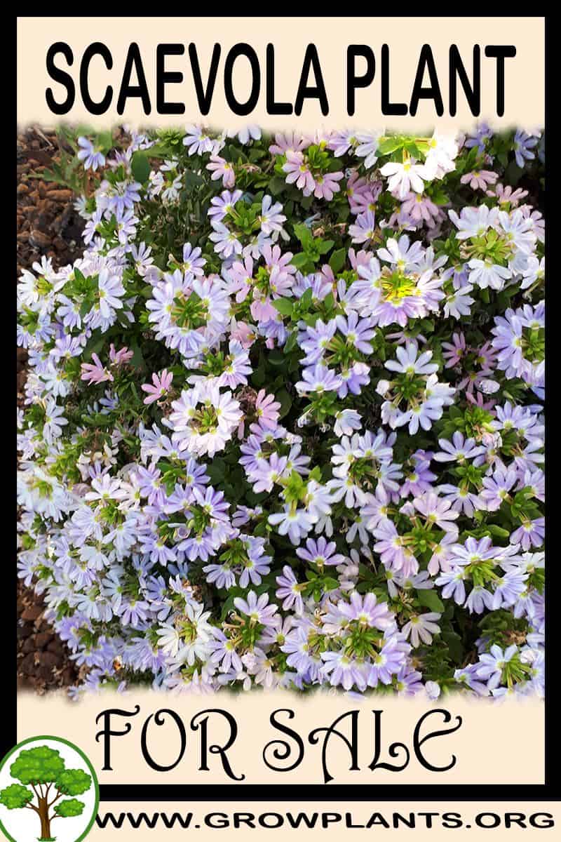 Scaevola
