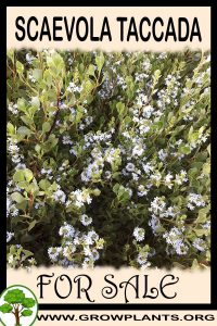 Scaevola taccada for sale