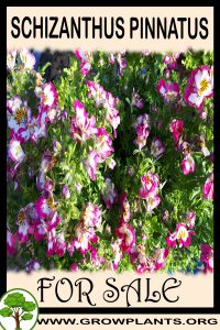 Schizanthus pinnatus for sale