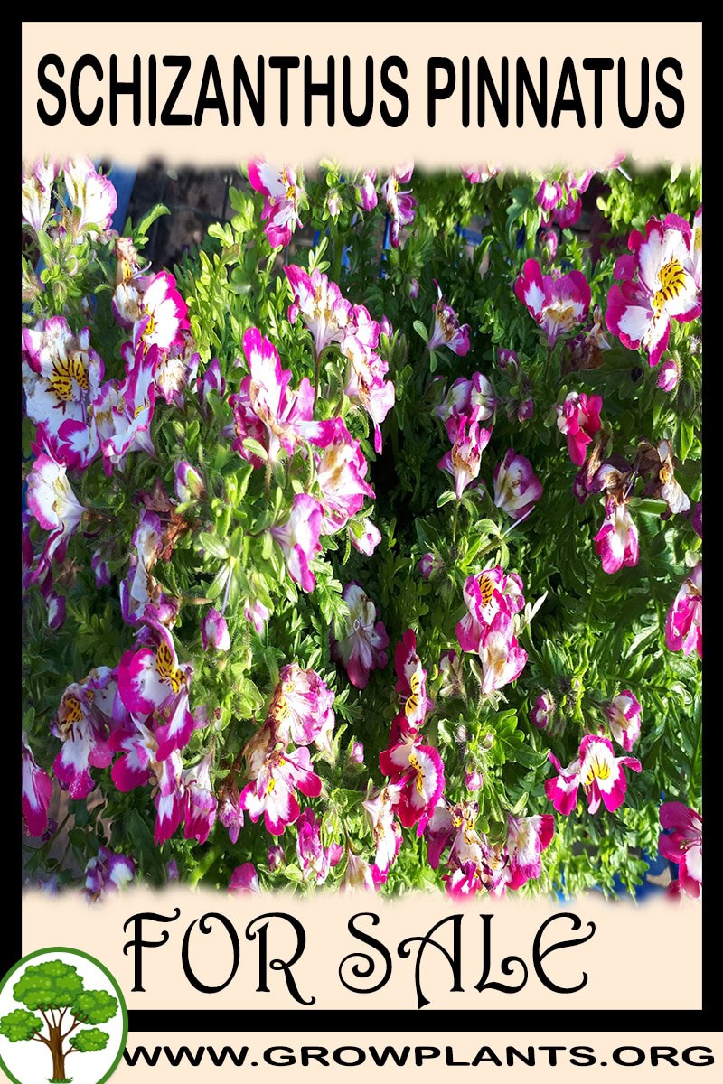 Schizanthus pinnatus