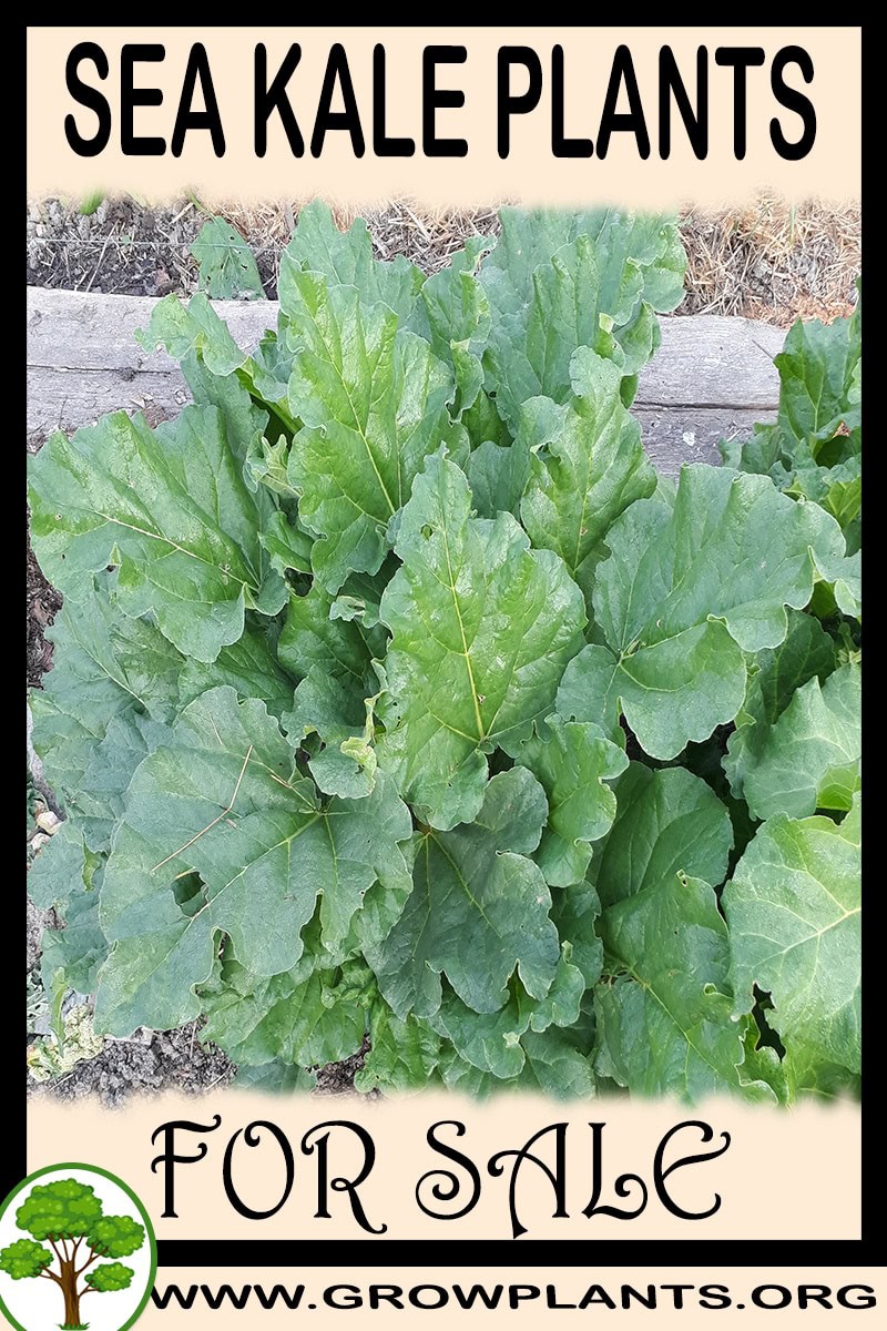 Sea kale plants