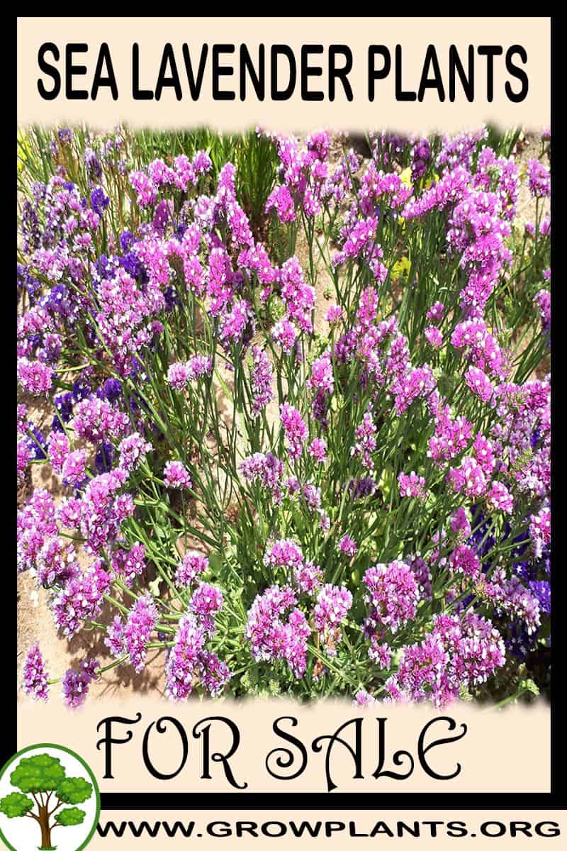 Sea lavender plants