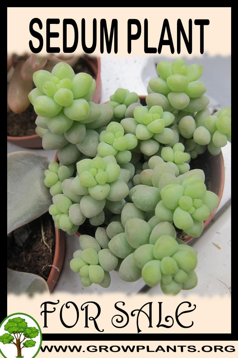 Sedum