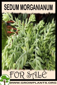 Sedum morganianum for sale
