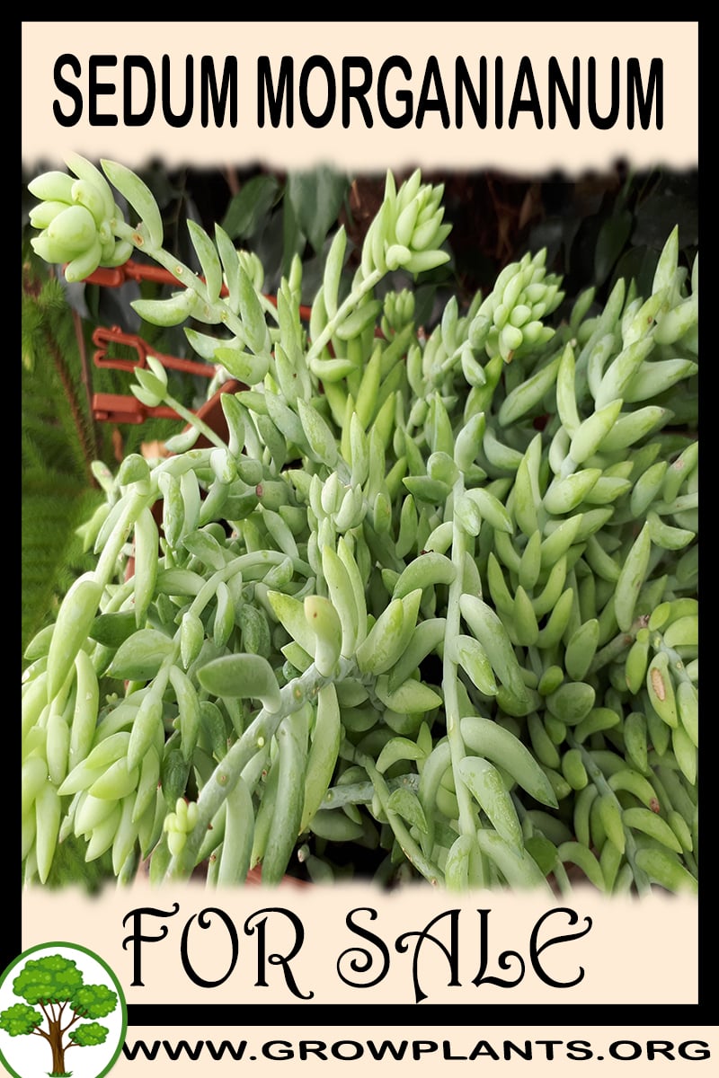 Sedum morganianum