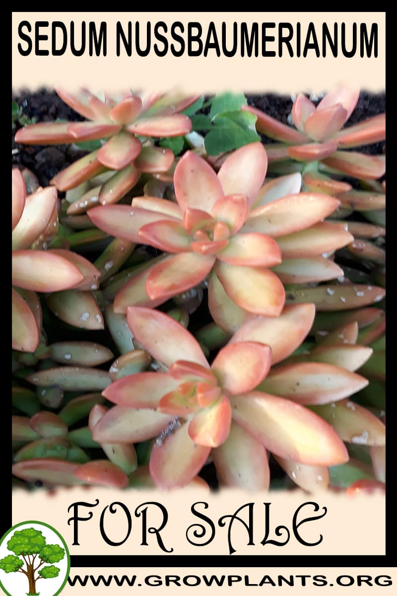 Sedum nussbaumerianum