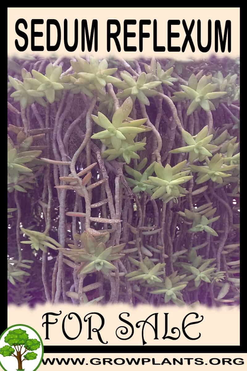 Sedum reflexum