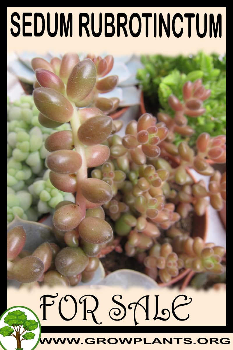 Sedum rubrotinctum