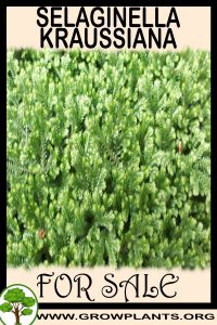 Selaginella kraussiana for sale