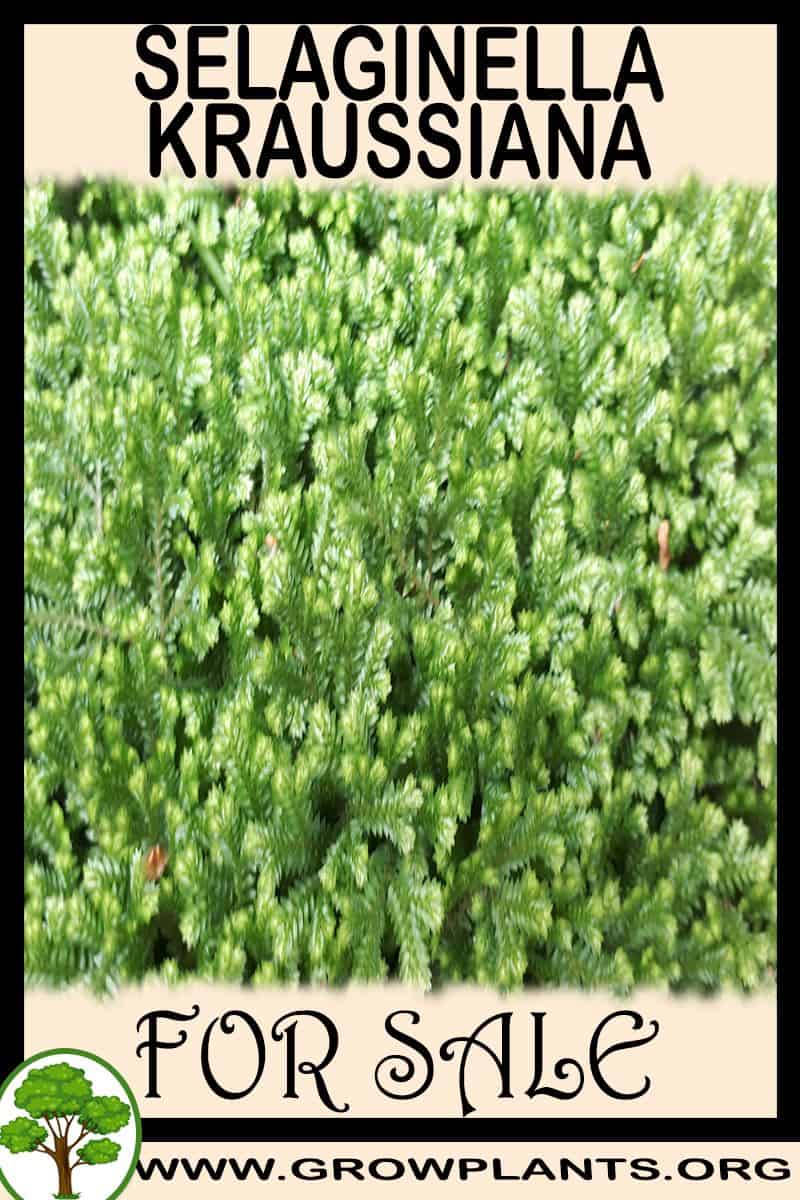 Selaginella kraussiana