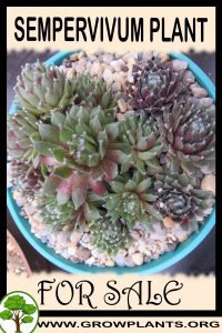 Sempervivum for sale