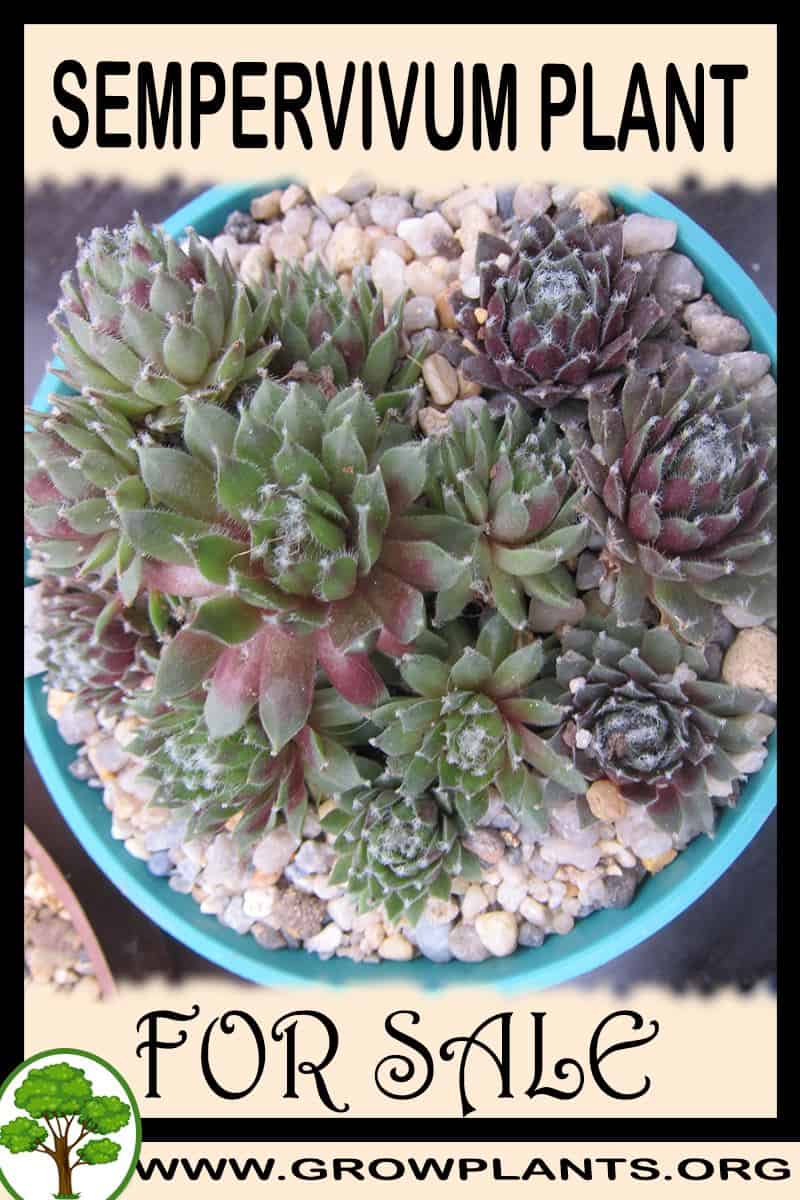 Sempervivum